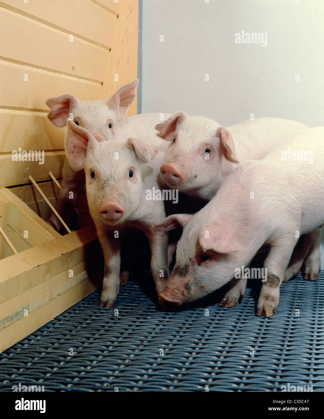 JUST WEANED PIGS, HAMPSHIRE WHITE CROSS / 28 LBS / 3 1/2 WKS. OLD Stock Photo