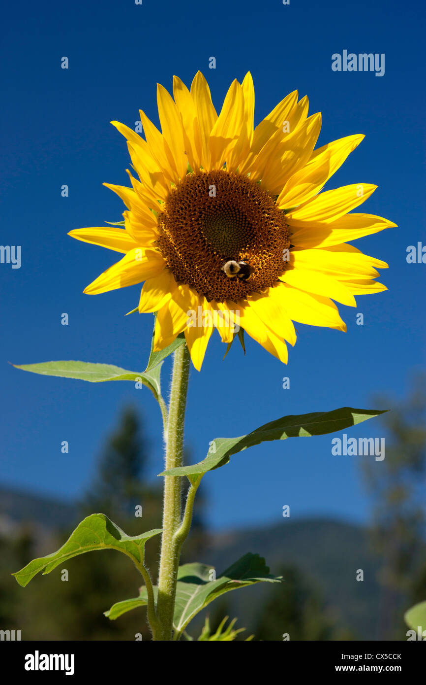 A bumble bee is on a sunflower gathering pollen Stock Photo - Alamy