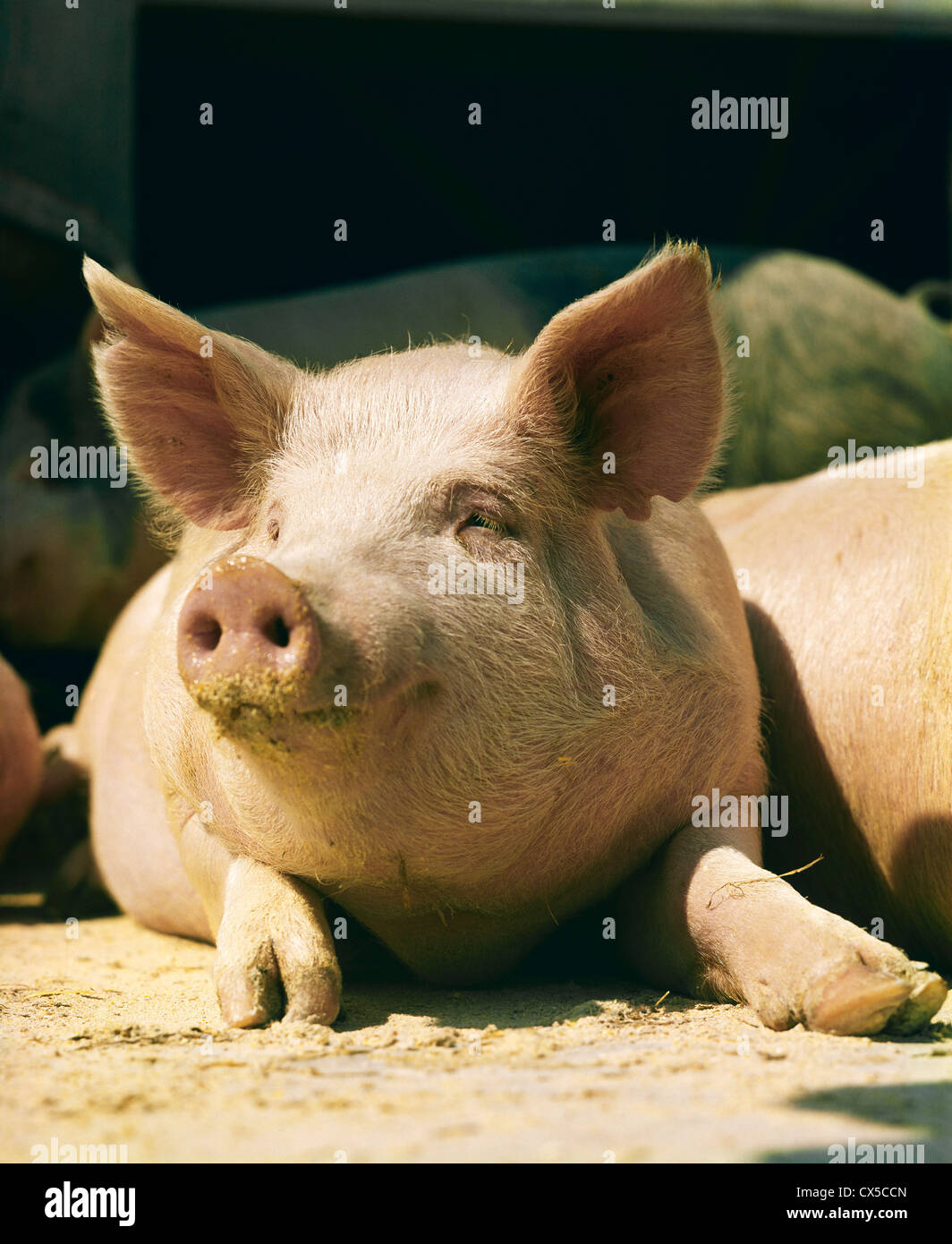 CLOSEUP OF 200 LB MARKET HOG Stock Photo Alamy