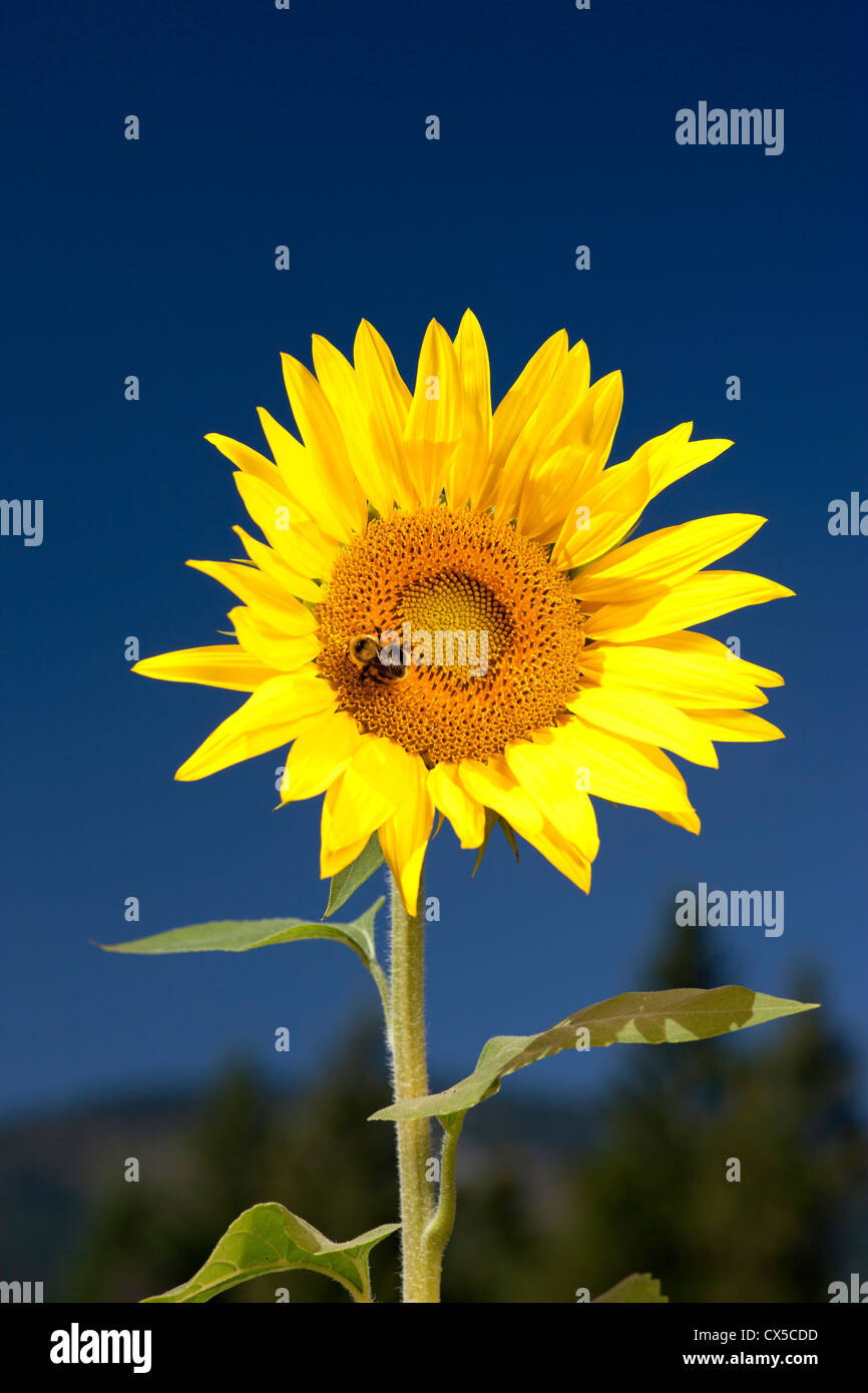 A bumble bee is on a sunflower gathering pollen Stock Photo - Alamy