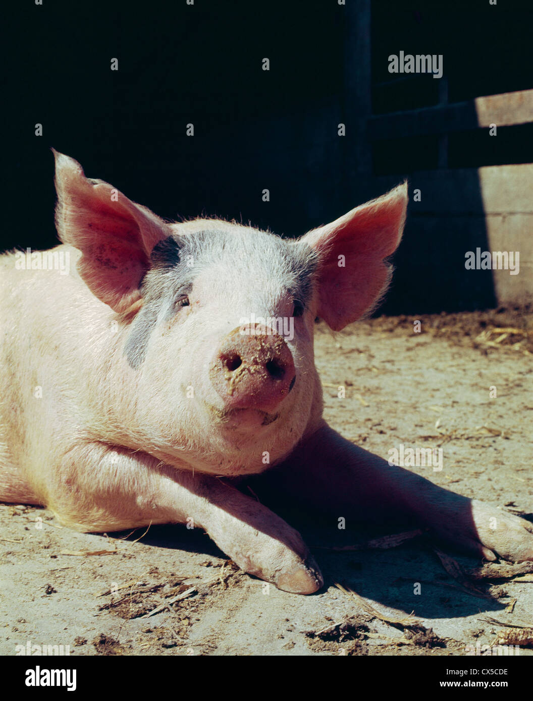 MARKET WEIGHT HOG Stock Photo Alamy