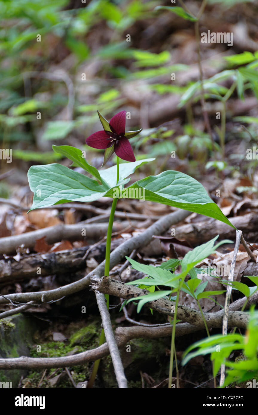A red trillium in full bloom at the Cascades Recreation Area in southwest Virginia. Stock Photo