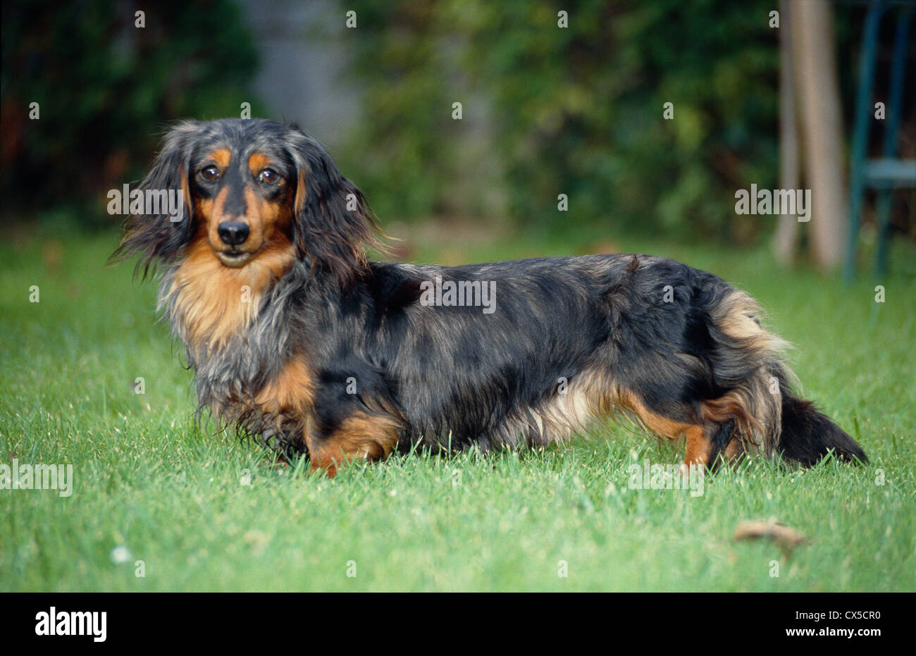 shaggy weiner dog