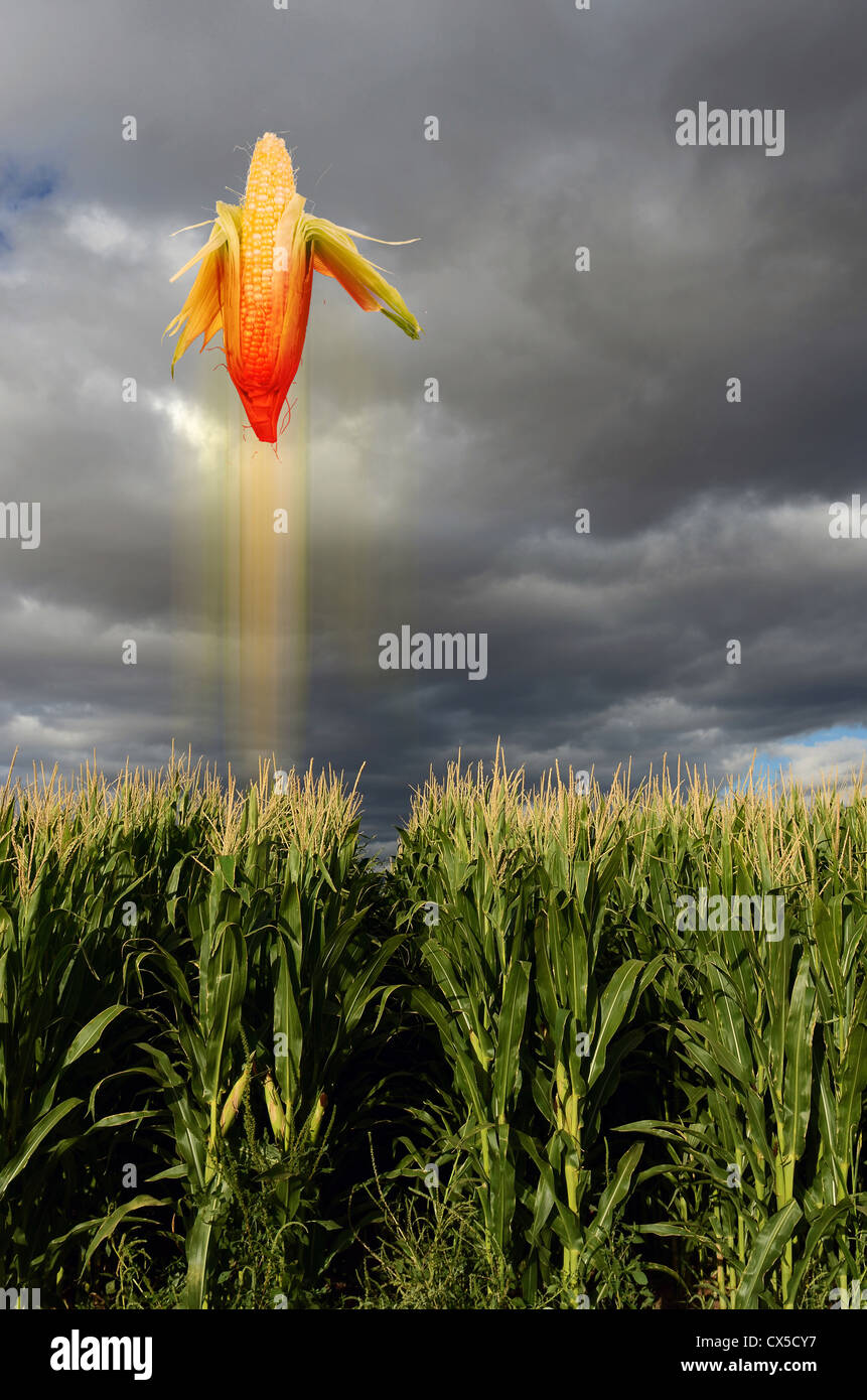 Corn Flying like a Missile. Stock Photo