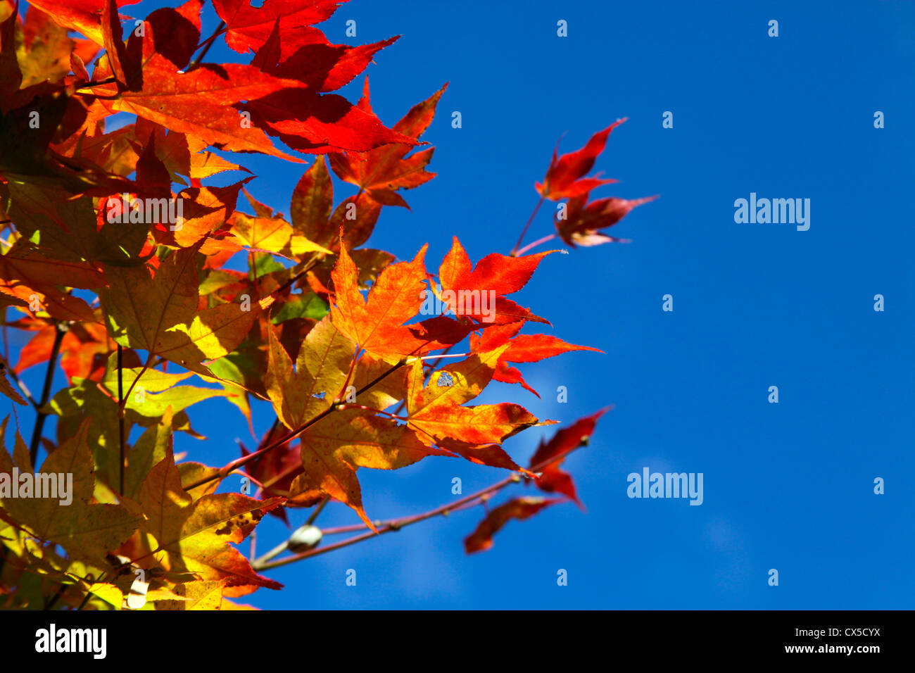 Autumn leaf color Maple Japan Stock Photo Alamy
