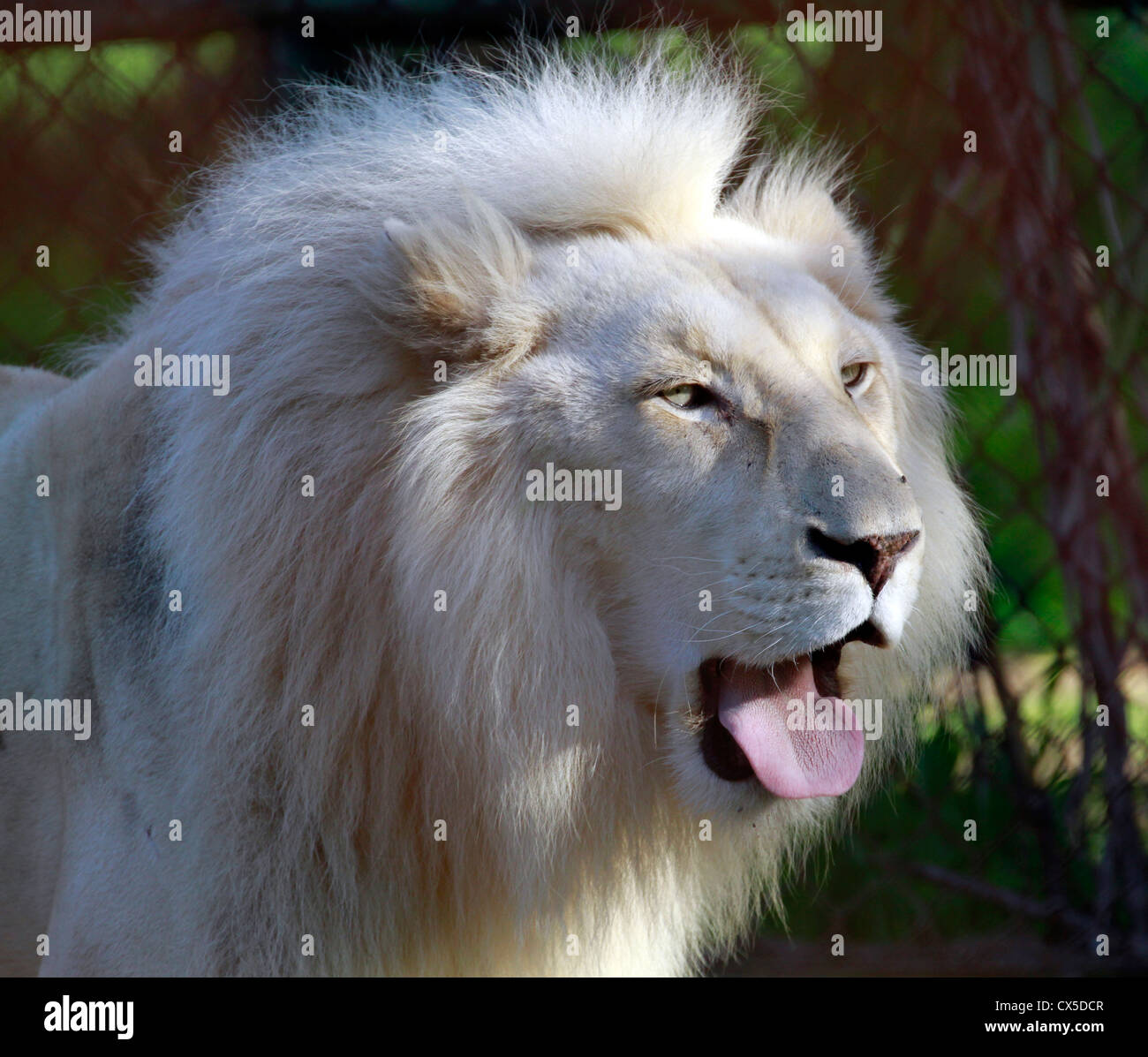 White lion with blue eyes hi-res stock photography and images - Alamy