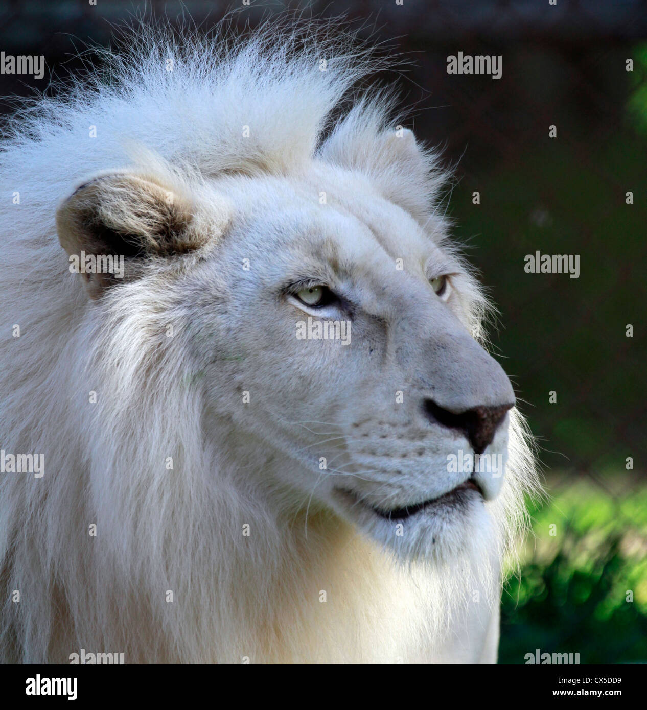 Baby White Lion With Blue Eyes