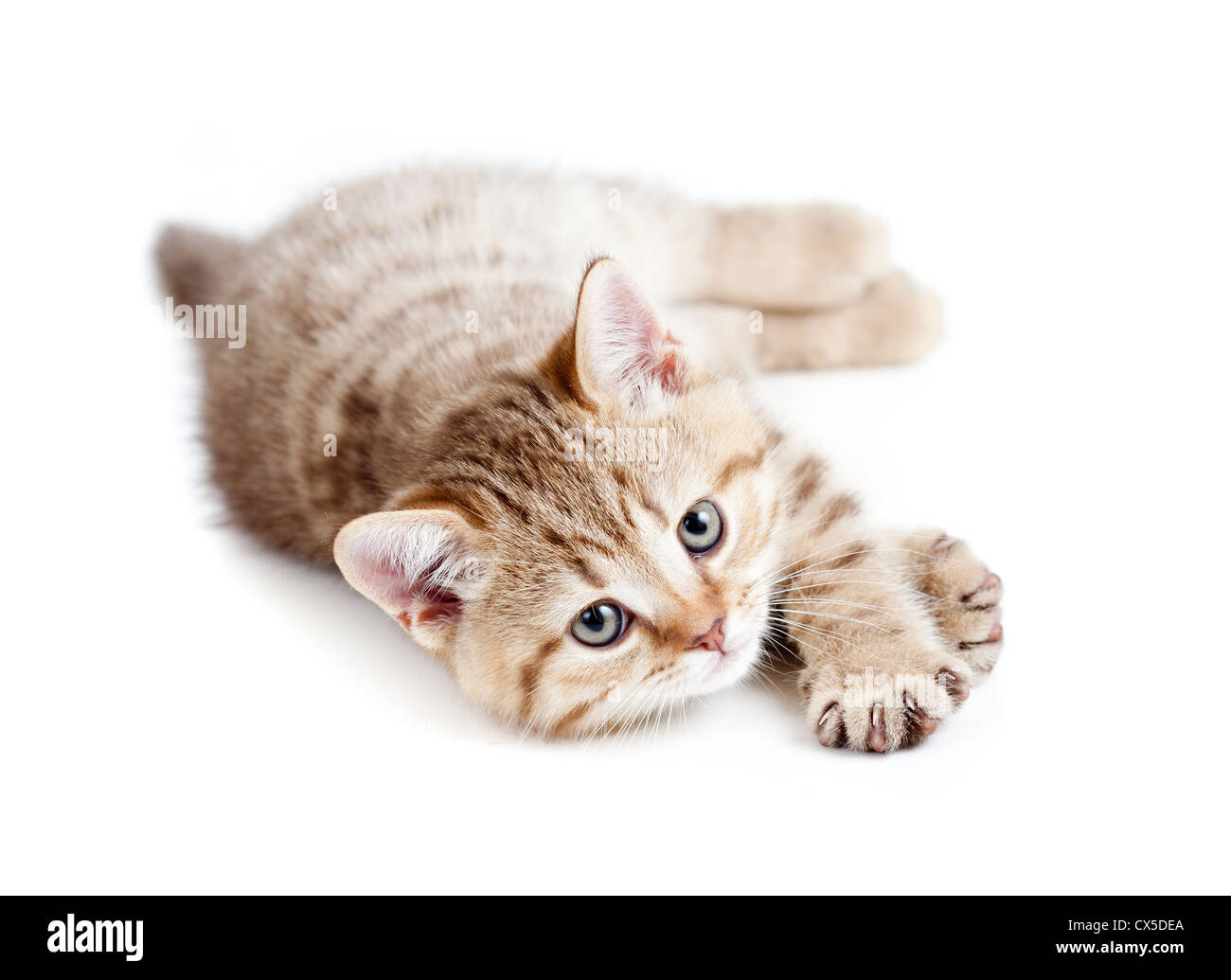 pretty baby kitten lying isolated on white Stock Photo