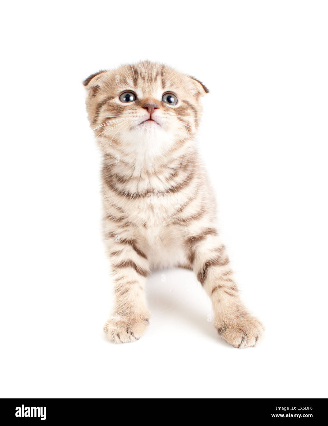 Scottish fold brown kitten top view isolated Stock Photo