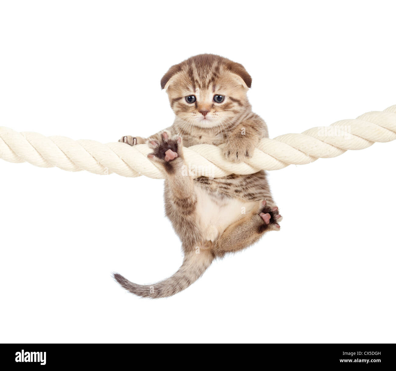 funny baby cat hanging on rope Stock Photo Alamy