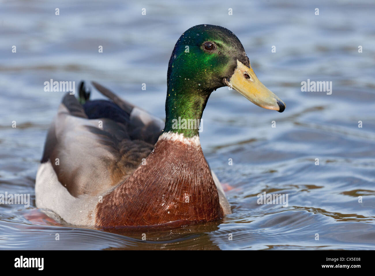 Close-up of a Male mallard duck (anas platyrhynchos)  swimming on a sunny day, England Stock Photo