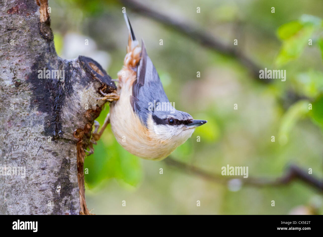 A nuthatch (Sitta europaea) posing on a tree trunk, Sussex, England Stock Photo