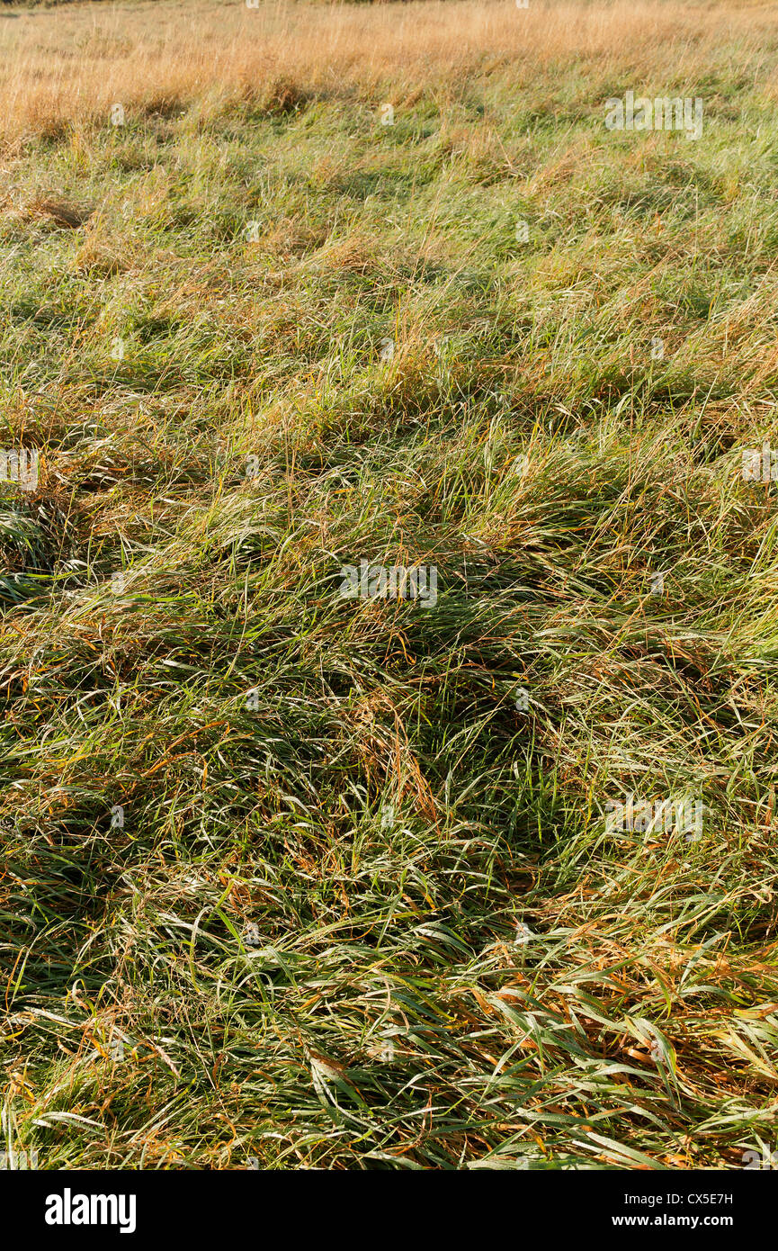 Dew laden wild grasses hi-res stock photography and images - Alamy
