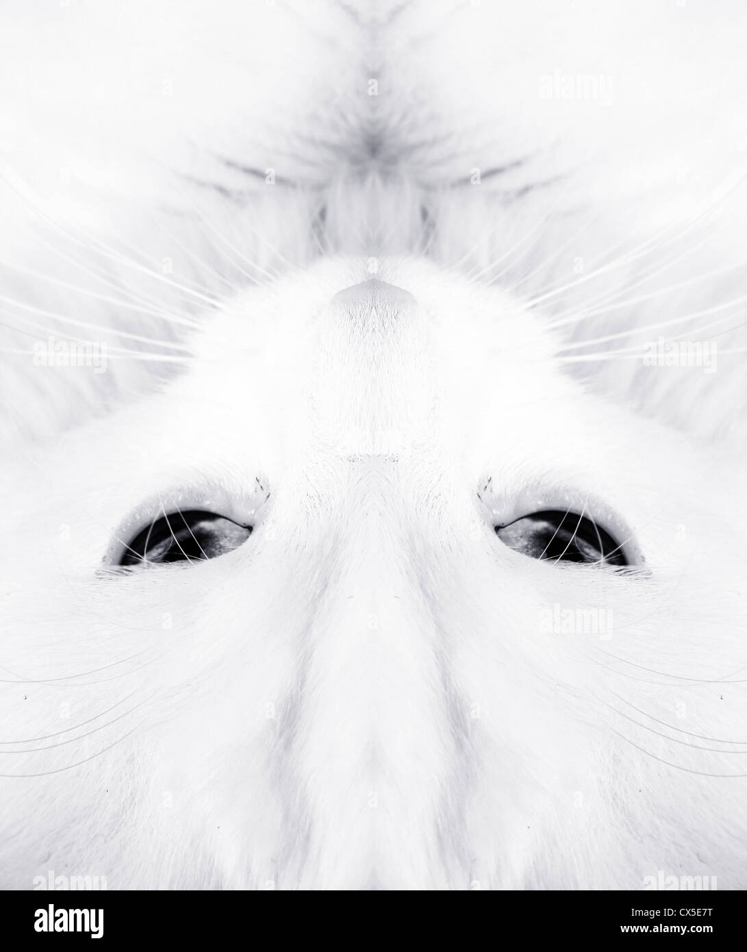 White cat closeup Stock Photo - Alamy
