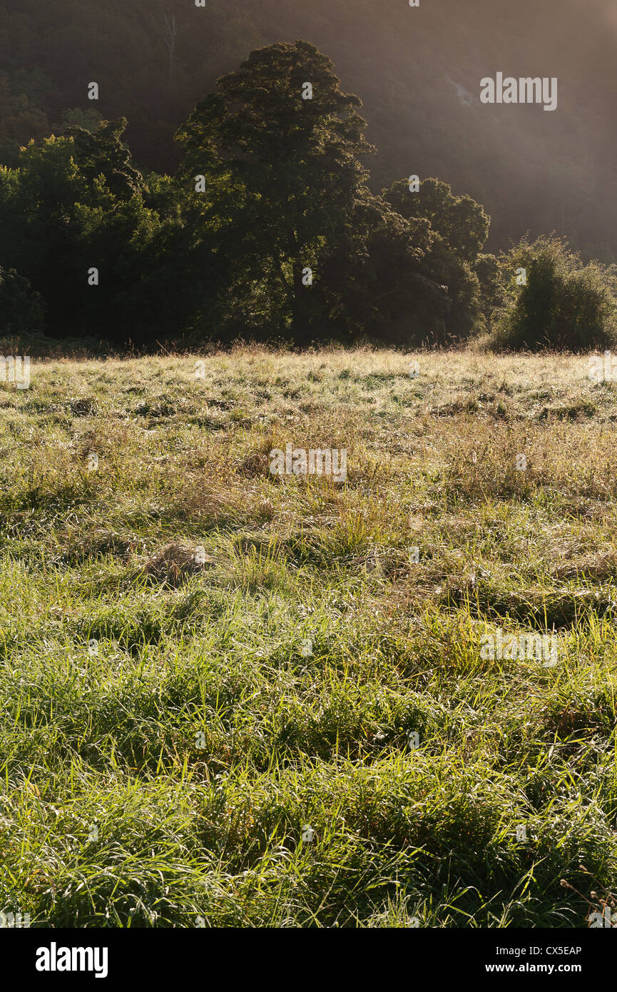Wild grasses laden with dew hi-res stock photography and images - Alamy
