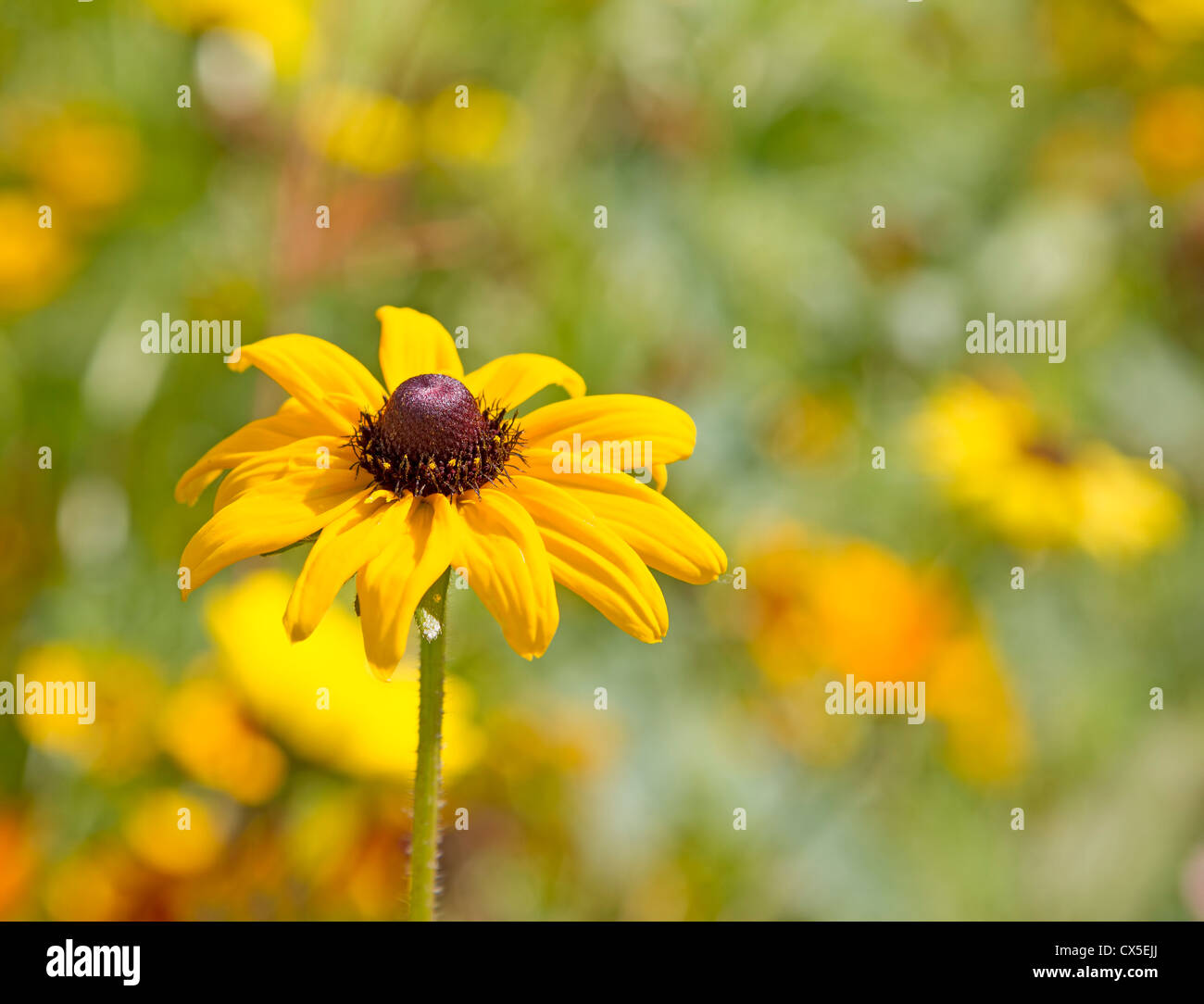Black eyed susan flower Stock Photo Alamy