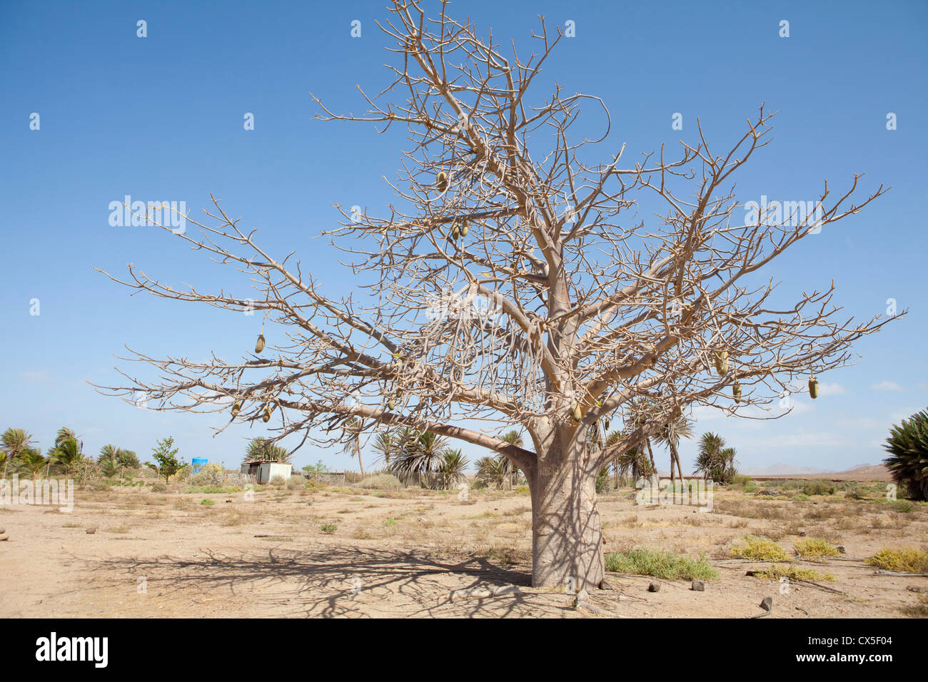 photo of a typical african Baobab tree background Stock Photo