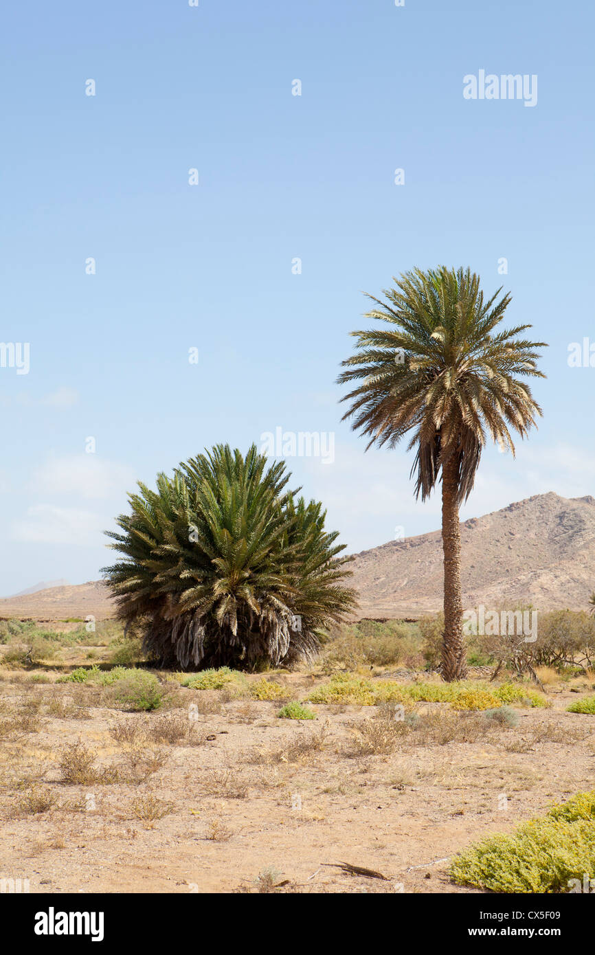 Short And Tall Palm Trees In Boa Vista Island Stock Photo Alamy   Short And Tall Palm Trees In Boa Vista Island CX5F09 