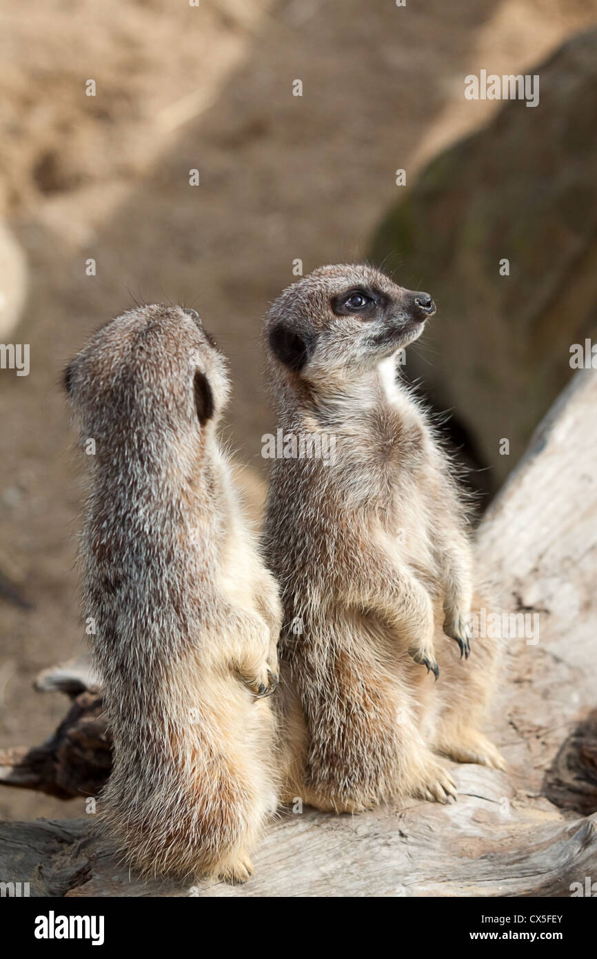 pair of meerkats sitting on a log Stock Photo