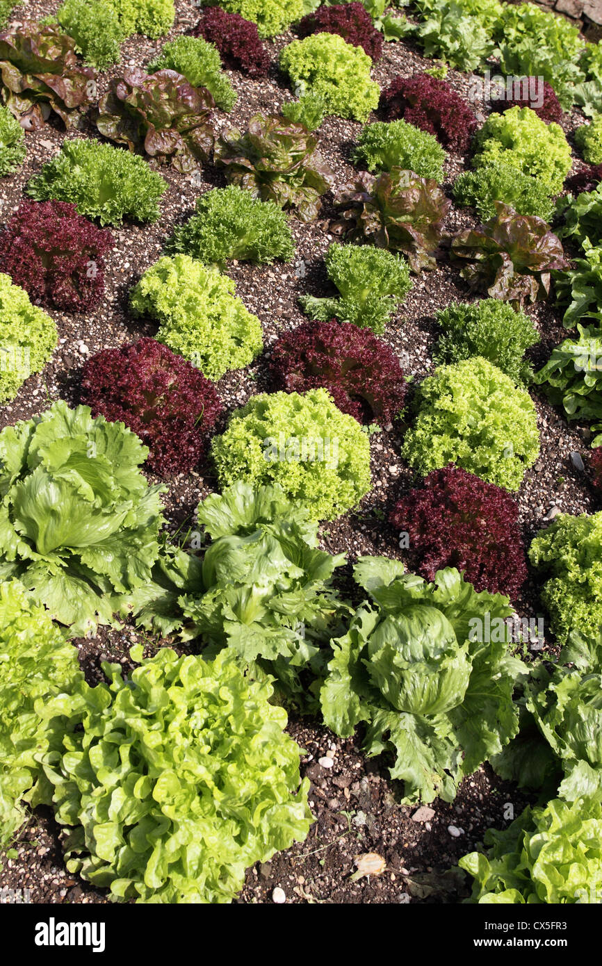 A variety of Lettuces growing on a garden allotment Stock Photo
