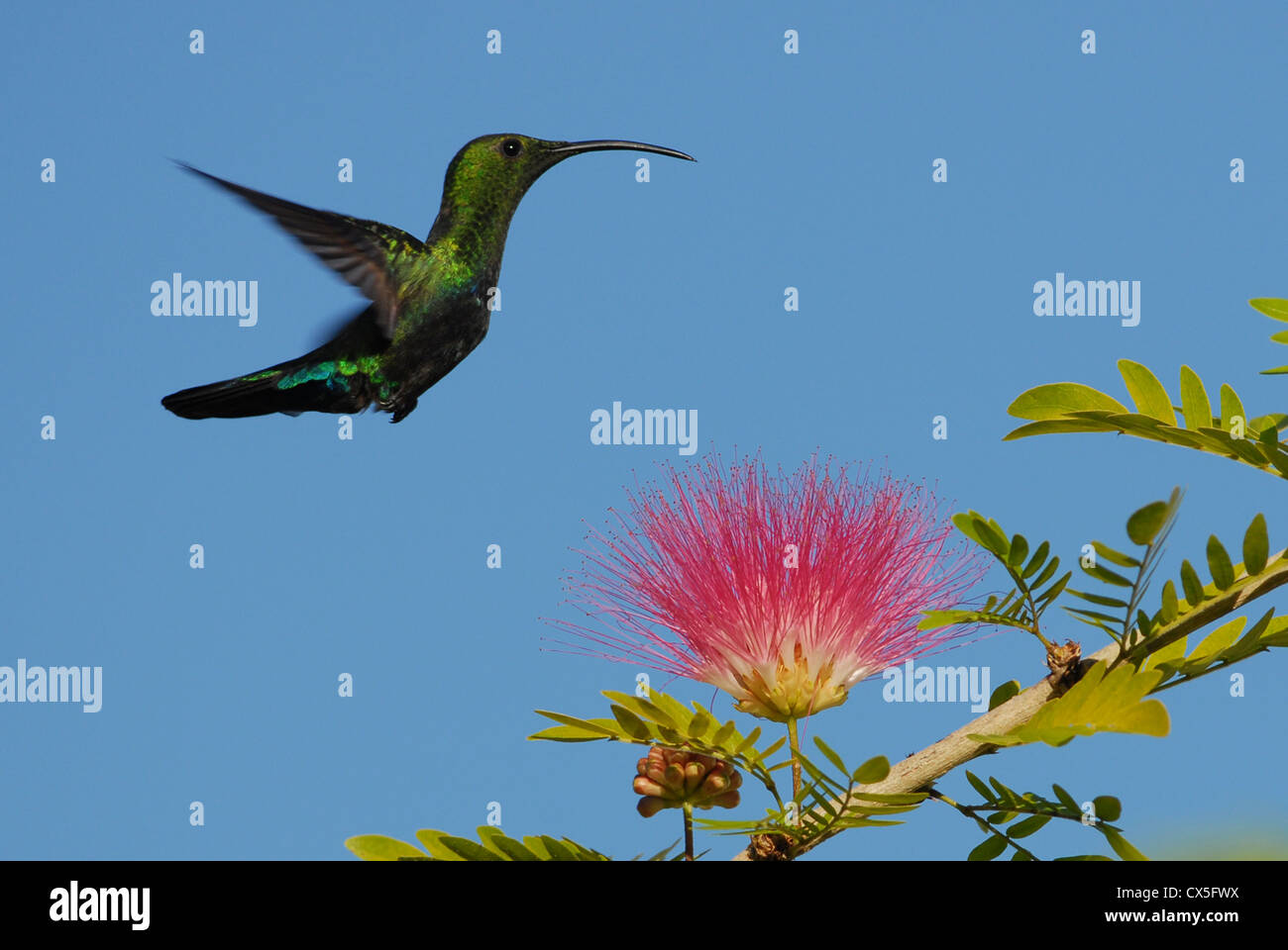 Green-throated Carib Hummingbird feeding on Red Powder Puff flower Stock Photo