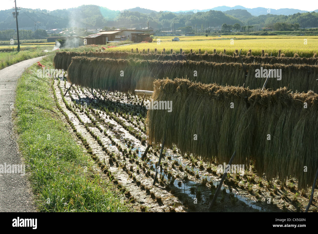 Rice Field Clean Up Stock Photo Alamy