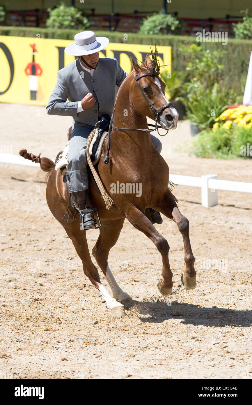 Andalusian Horse, Tres Sangres Andaluza Stock Photo