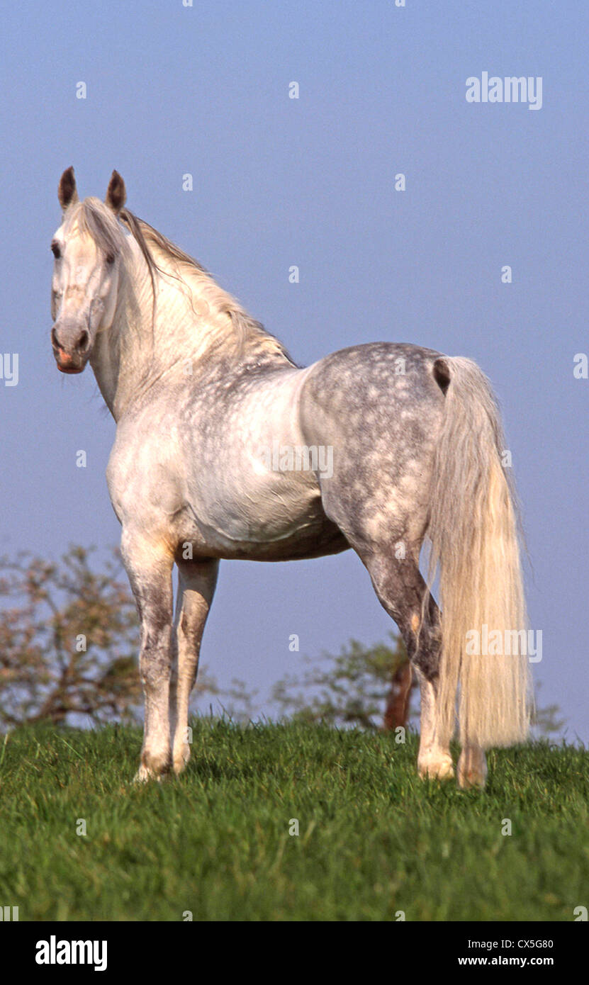Orlov trotter horse hi-res stock photography and images - Alamy