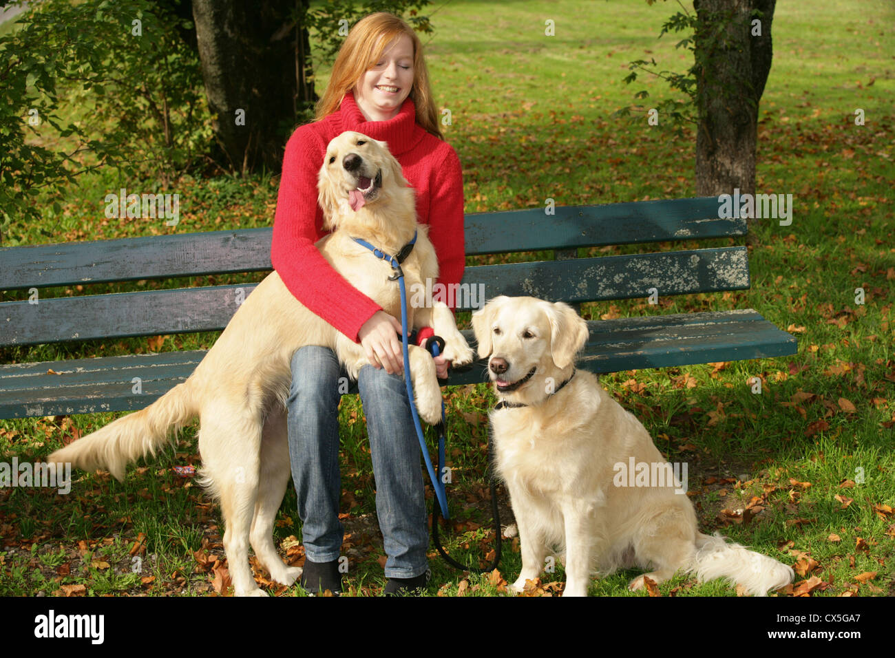 Golden retriever in the park hi-res stock photography and images - Alamy