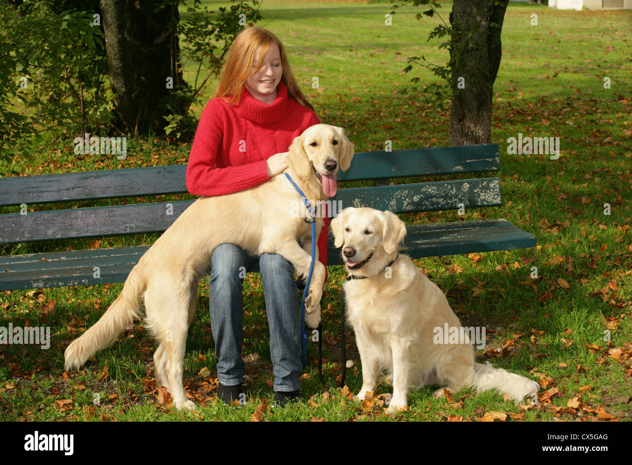 Golden retriever in the park hi-res stock photography and images - Alamy