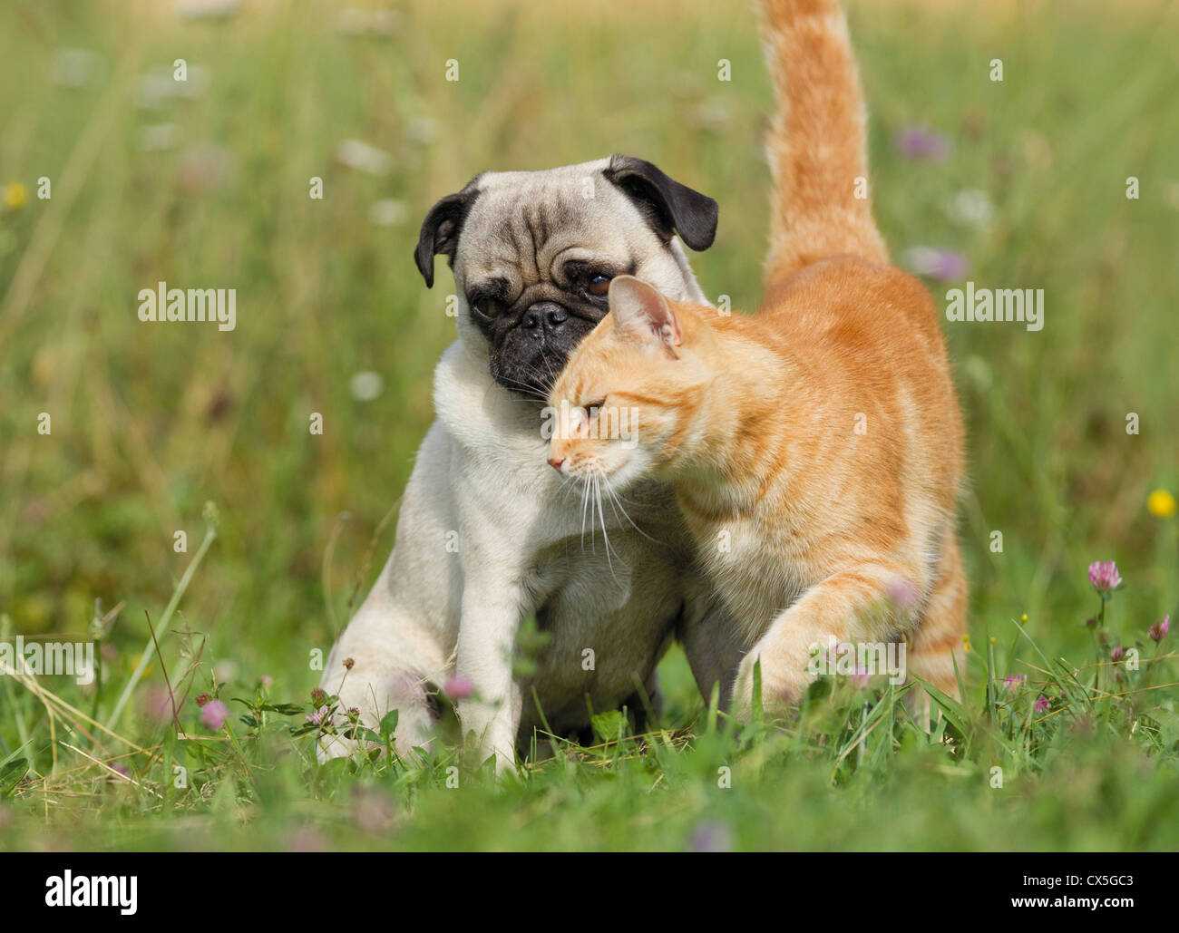Domestic cat cuddling up to a pug on a flowering meadow Stock Photo