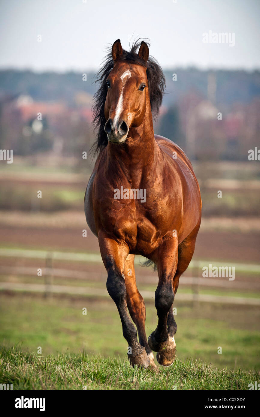 bay american quarter horse