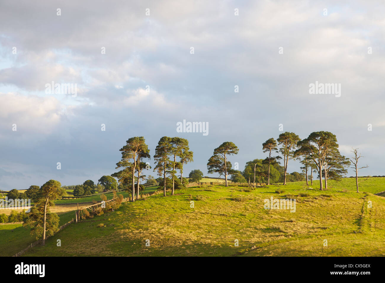 Scots Pine trees in evening light near Cairnhead Farm, Ainstable, Eden ...