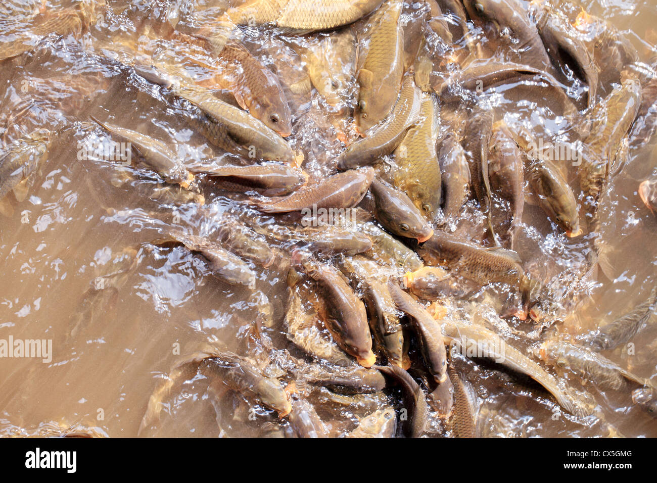 Farmed catfish in a river Stock Photo Alamy