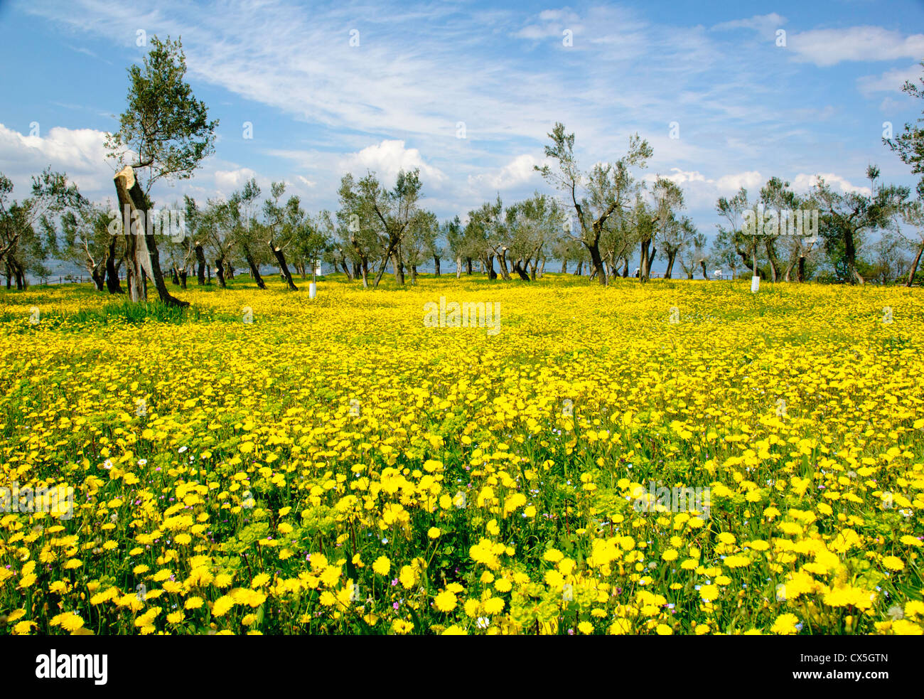 Italian wild flowers hires stock photography and images Alamy