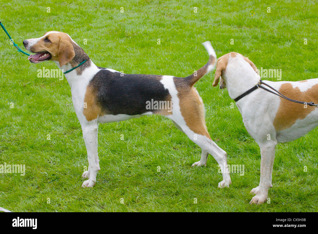 Trail Hound High Resolution Stock Photography and Images - Alamy