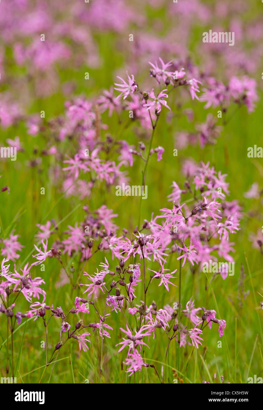 Ragged Robin growing wild in a damp meadow, Strathspey. Highlad Region ...