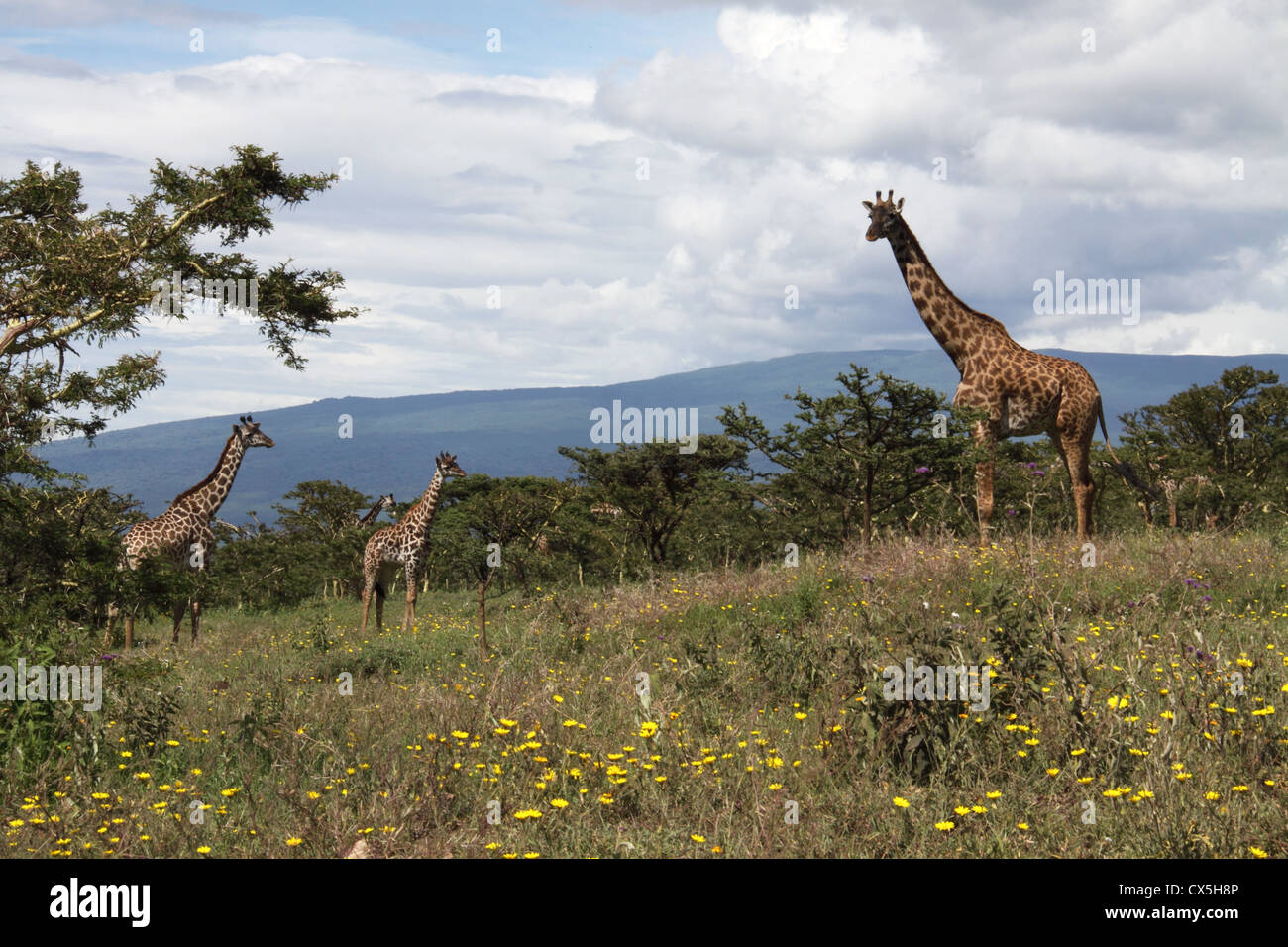 Giraffes, Serengeti National Park, Tanzania, Africa Stock Photo