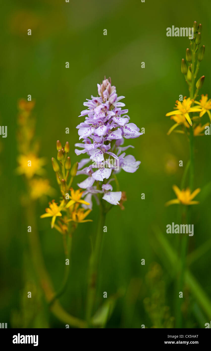 Scottish Heathland wild flowers Spotted Orchid & Bog Asphod in flower.  SCO 8478. Stock Photo