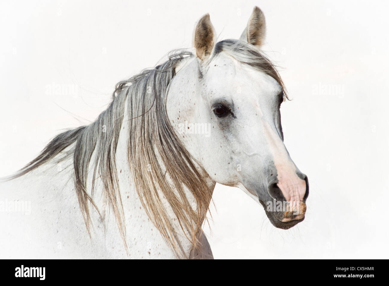 Arabian horse hi-res stock photography and images - Alamy