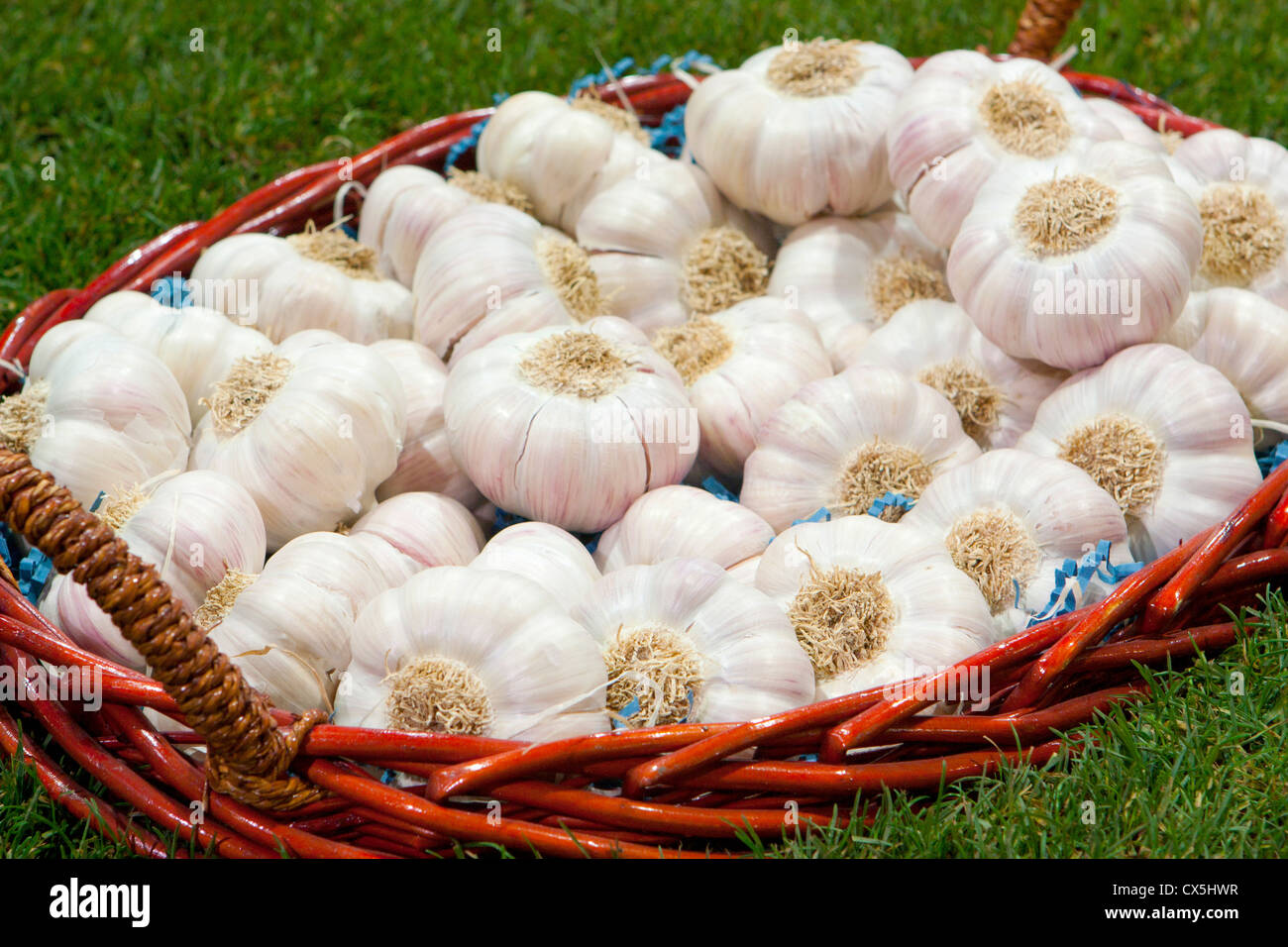 Big basket of fresh raw garlic Stock Photo