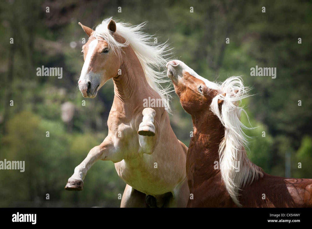 Haflinger Rearing Chestnut stallion rearing raising hi-res stock photography and images ...