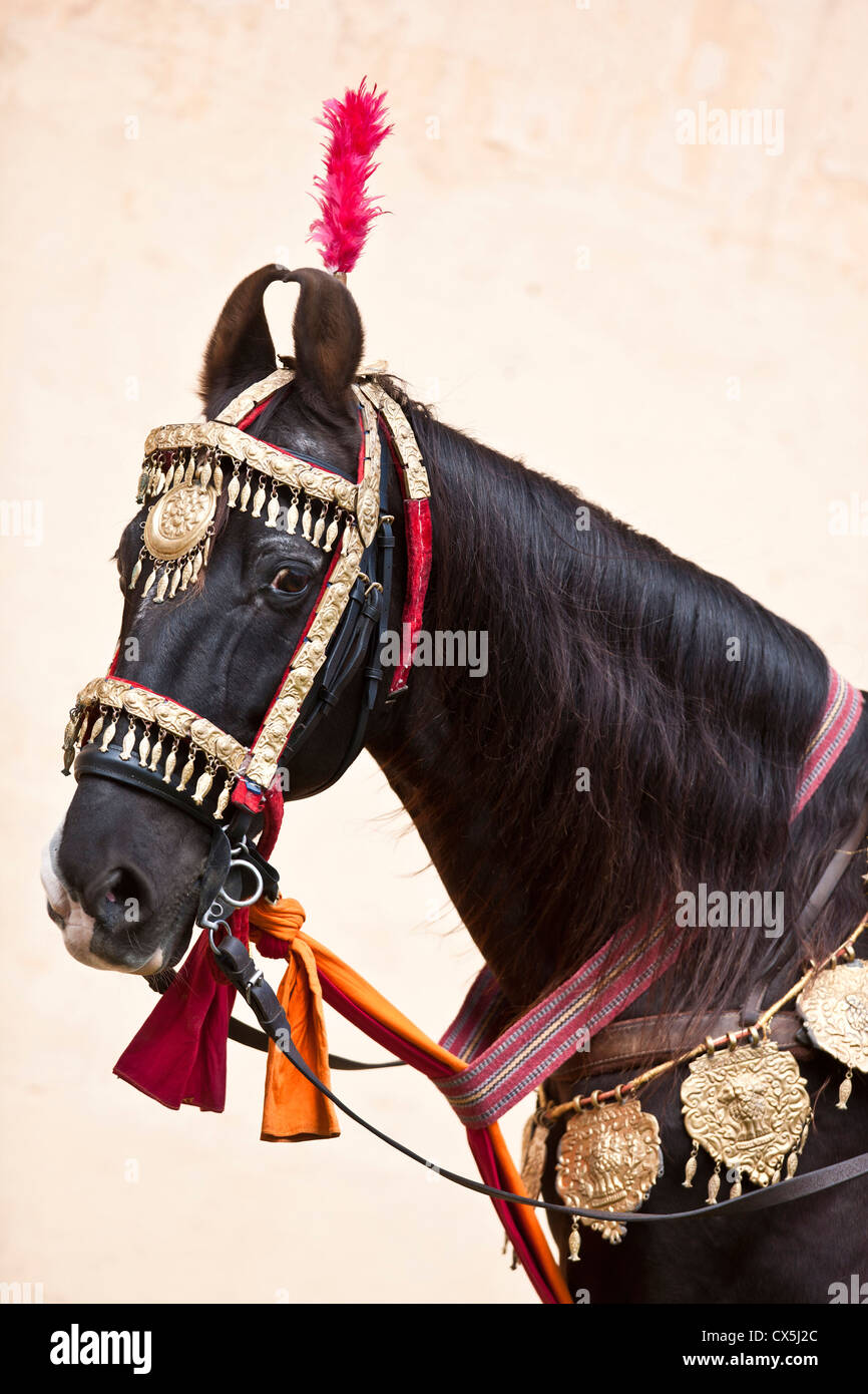 Marwari Horse. Black horse with with traditional tack, portrait. India