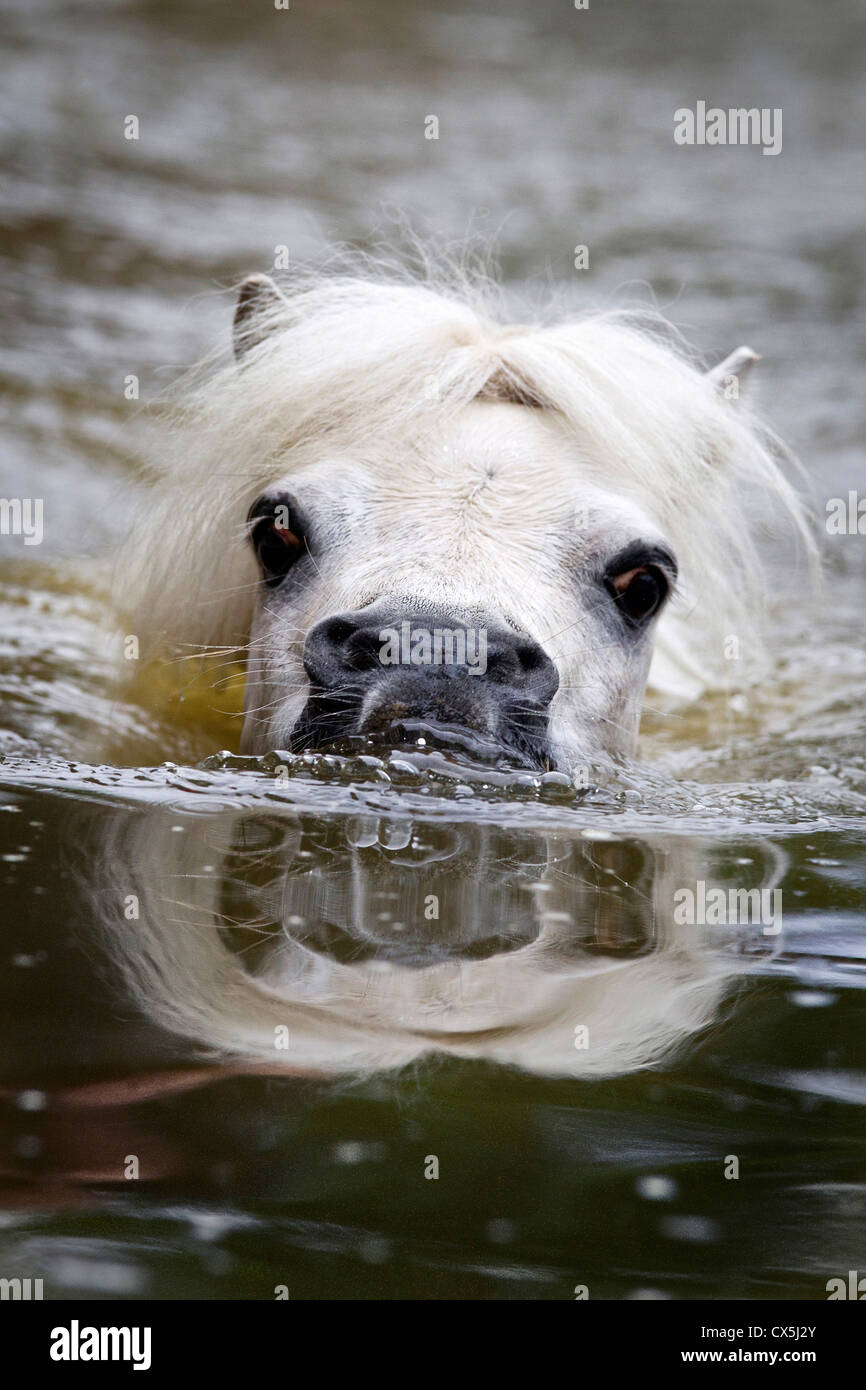 Miniature Shetland Pony Stock Photo