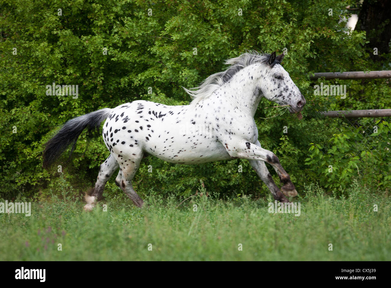 Noriker Horse, Norico-Pinzgauer in a gallop on a meadow Stock Photo