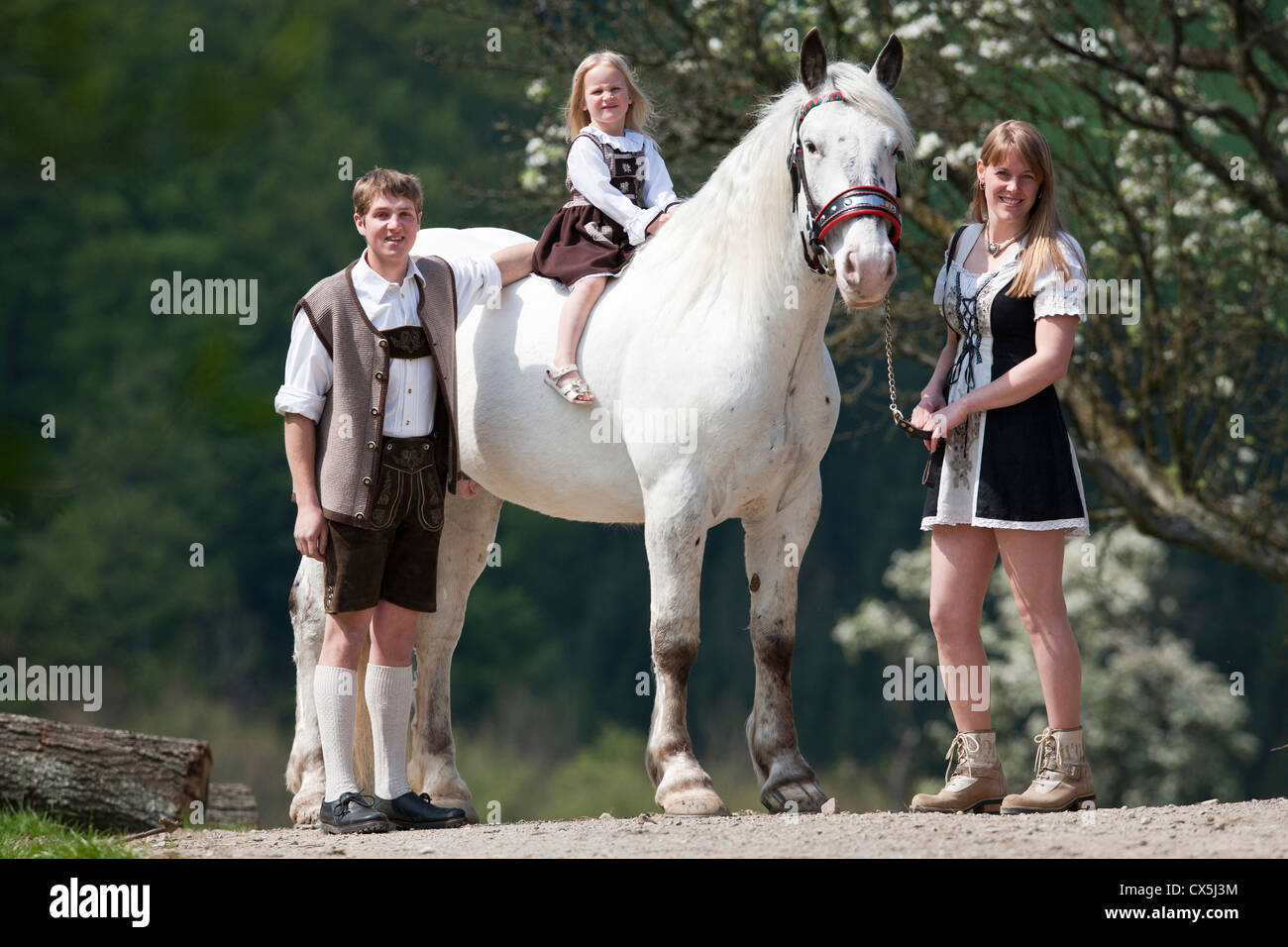 Noriker Horse, Norico-Pinzgauer Stock Photo