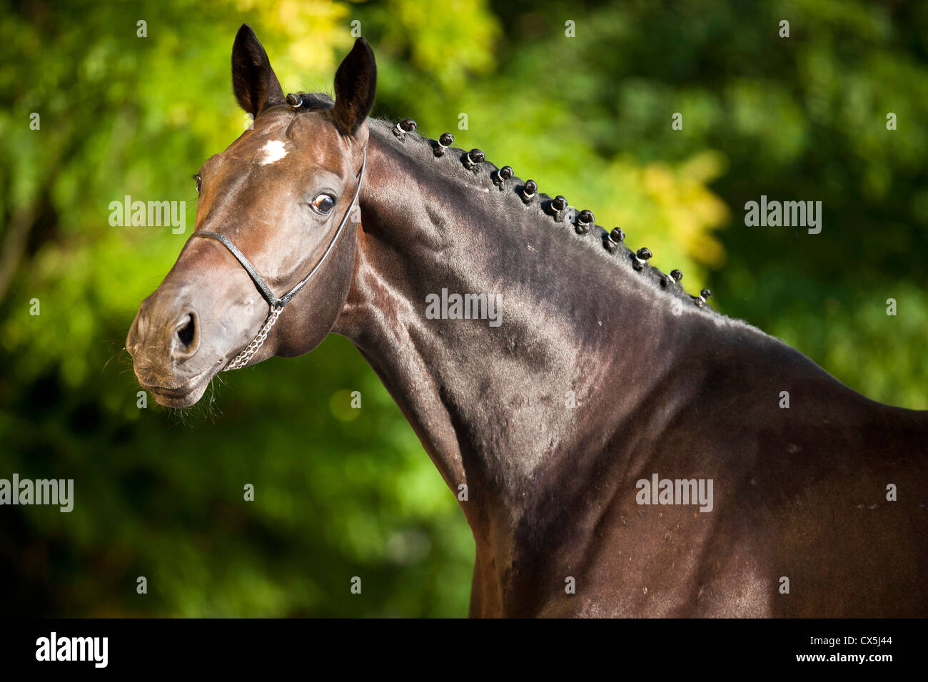 Austrian Warmblood Stock Photo