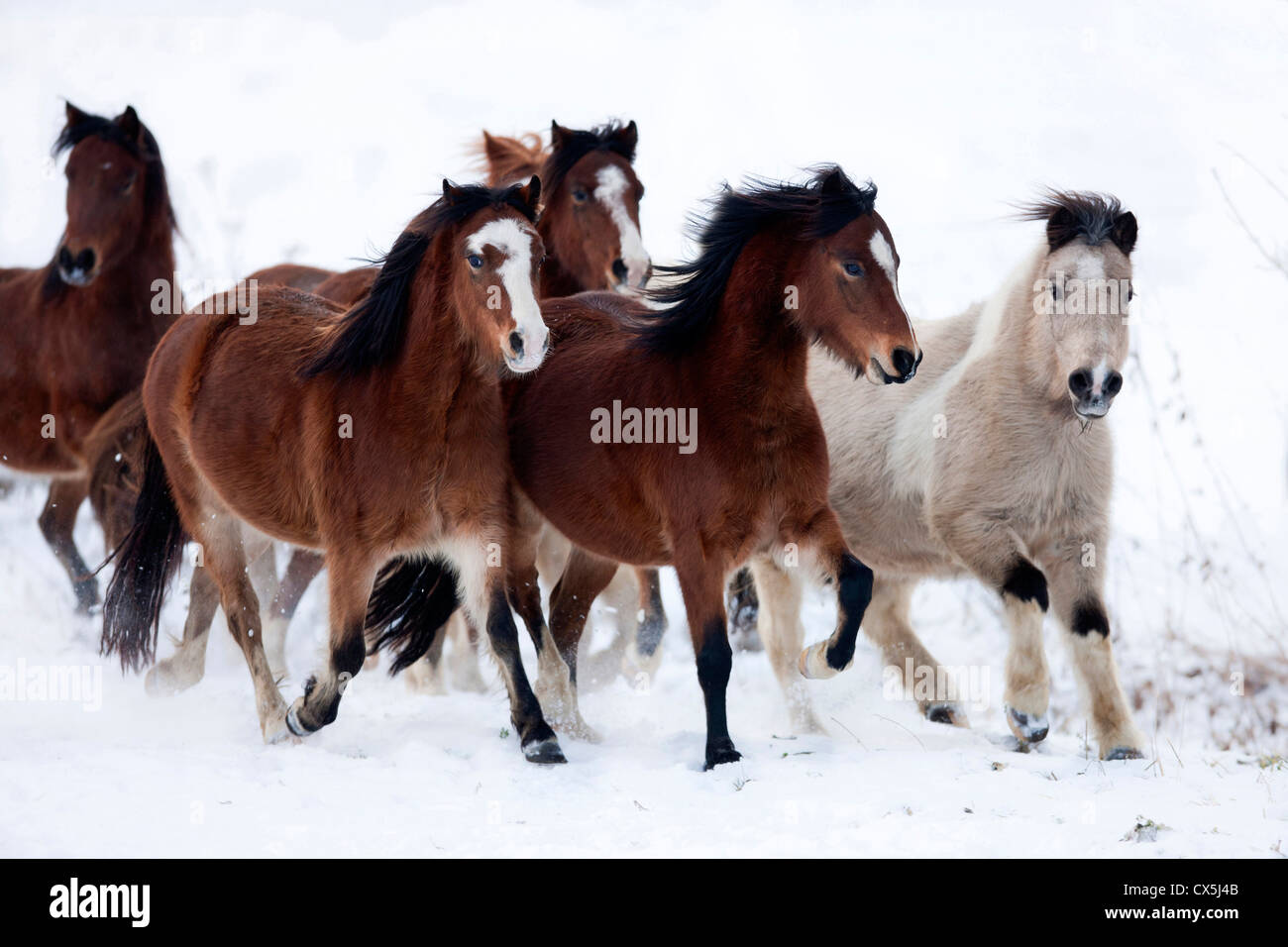 Mixed Herd Of Shetland Ponies, Welsh B And Welsh Ponies Trotting In ...