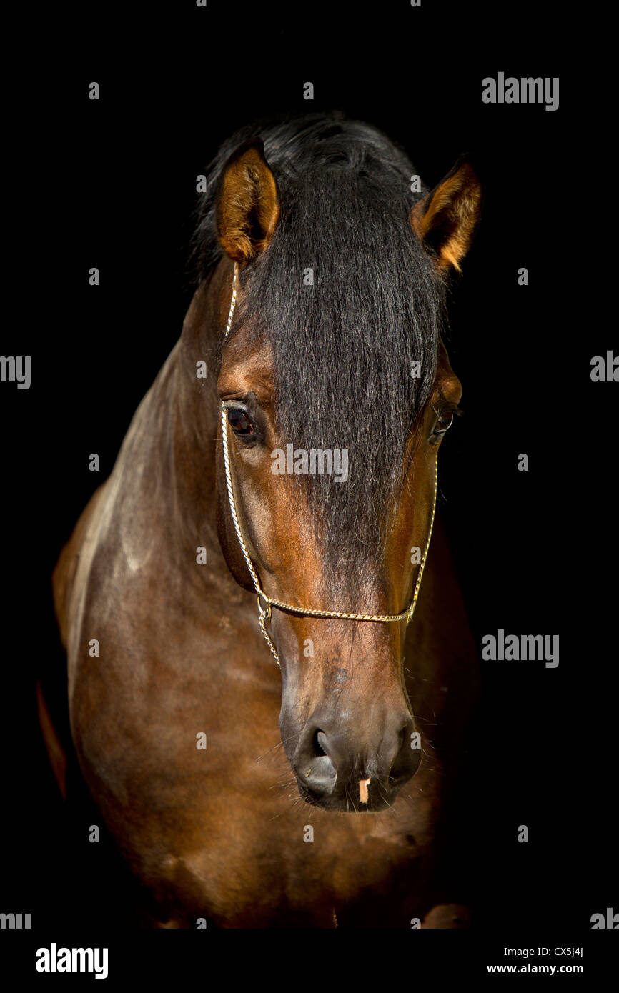 Pure Spanish Horse, PRE, Andalusian Horse Stock Photo