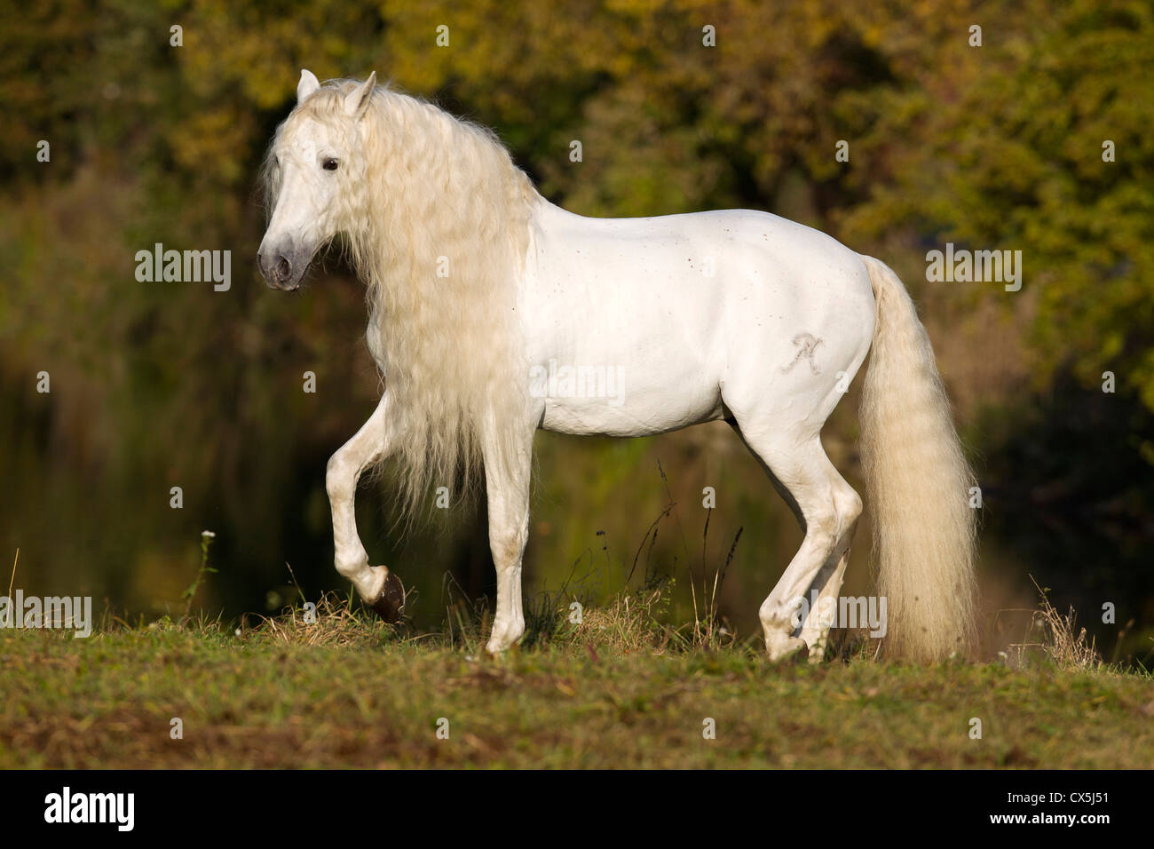 Pure Spanish Horse, Andalusian. Gray stallion walking on a meadow Stock Photo